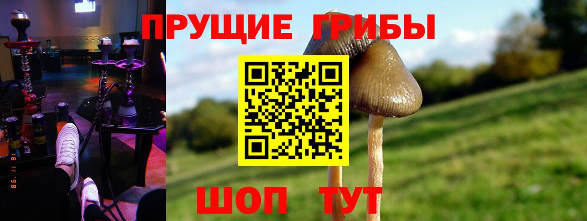 Сальск  наркотики  Вход с VPN  Псилоцибиновые грибы GOLDEN TEACHER 